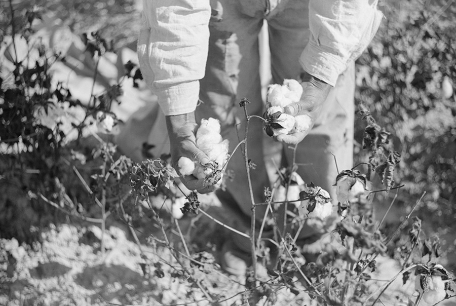 Picking cotton on plantation outside Clarksdale, Mississippi